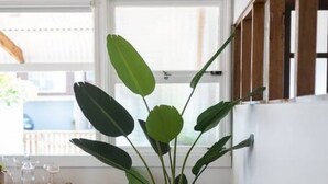 A potted plant in a corner of a room with wooden flooring and a white wall. - Boho Beach Lux 250 Meters to Burleigh Sands (Burleigh Heads)