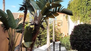 Un patio con palmeras, una escalera y un edificio con techo de tejas.