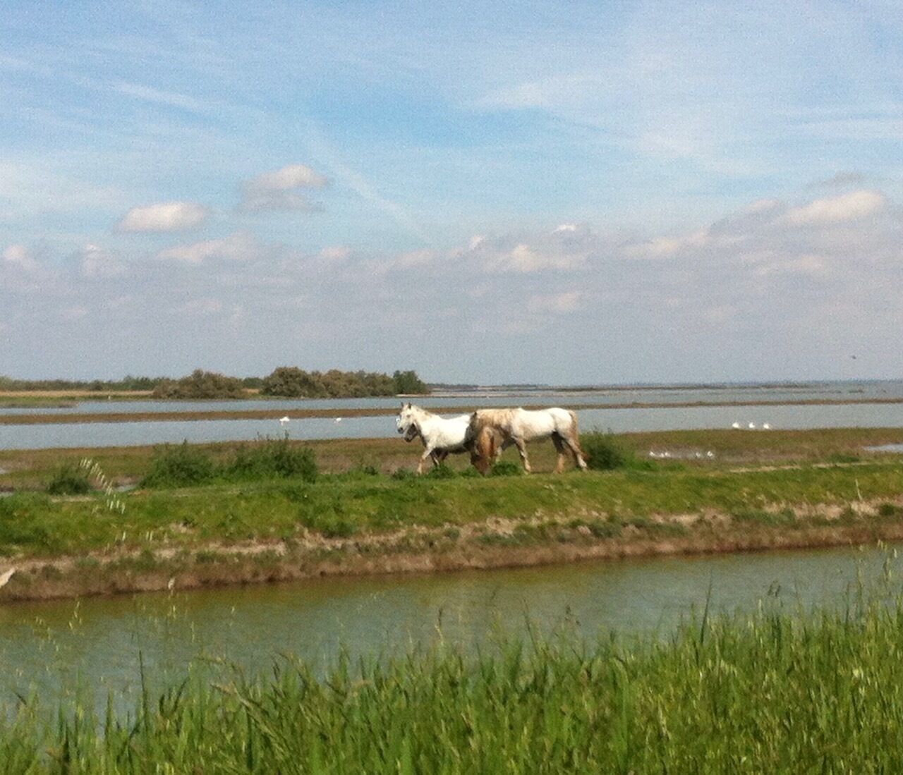 Un paysage où l’on voit deux chevaux brouter près d’une étendue d’eau.