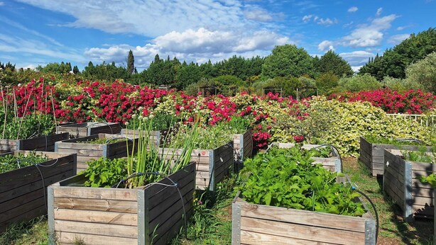A garden with raised wooden beds filled with various plants and flowers. - Alpilles Cottage Philippe's Farm pool shared (Saint-Rémy-de-Provence)