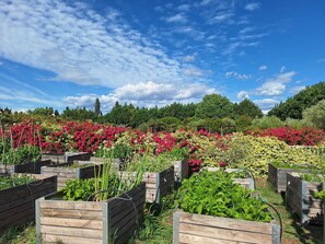 A garden with raised wooden beds filled with various plants and flowers. - Alpilles Cottage Philippe's Farm pool shared (Saint-Rémy-de-Provence)