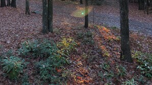 A forested area with tall trees and a path covered with fallen leaves. - Cozy Lakeview Family Cottage - steps to the lake, 2 swim docks & restaurant! (Hawley)