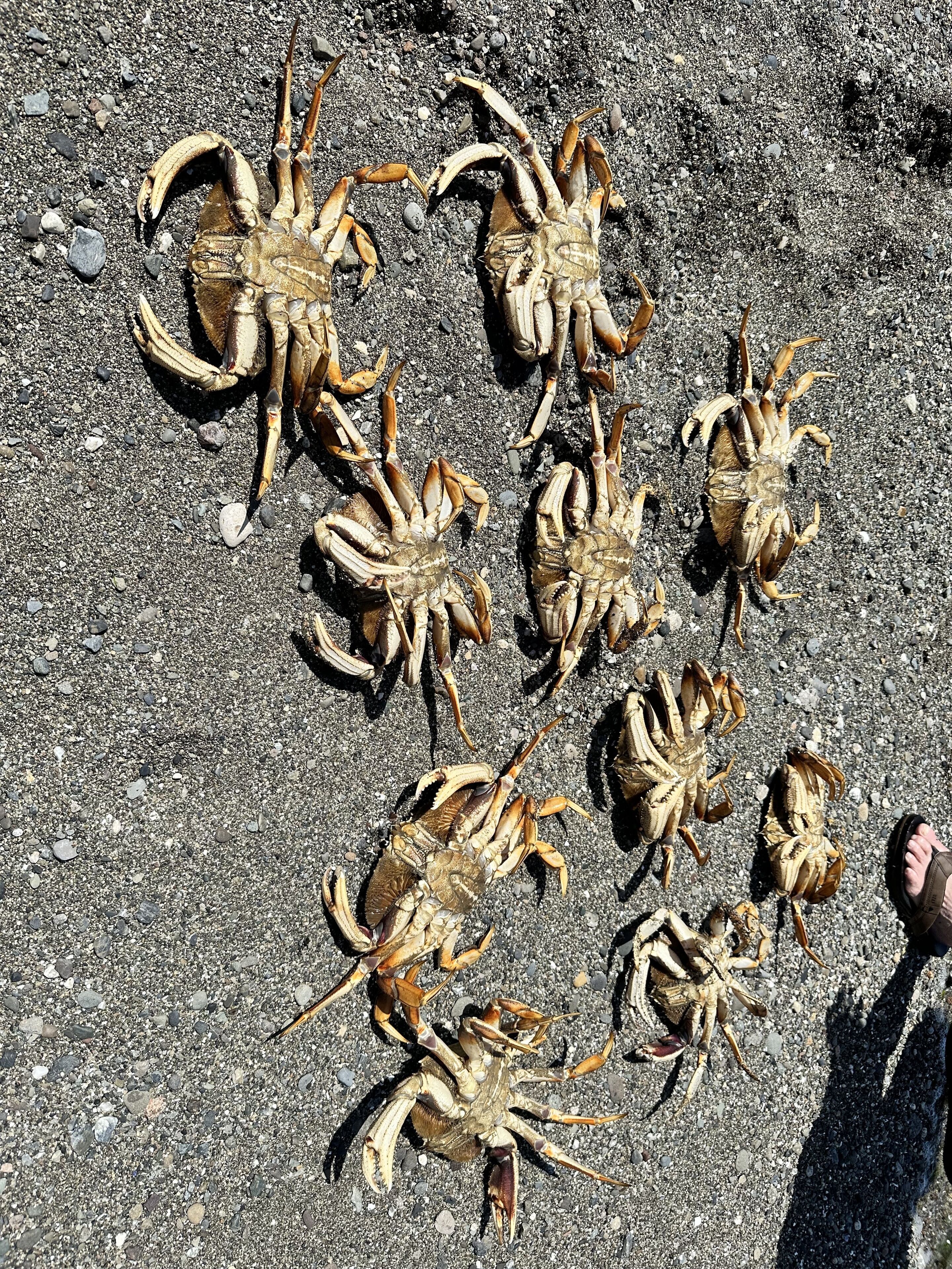 A group of crabs on a rocky surface.