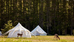 Un campamento con tiendas de campaña y un ciervo en un bosque.