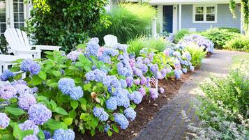 A garden with hydrangea bushes, a pathway, and a white house with a porch.