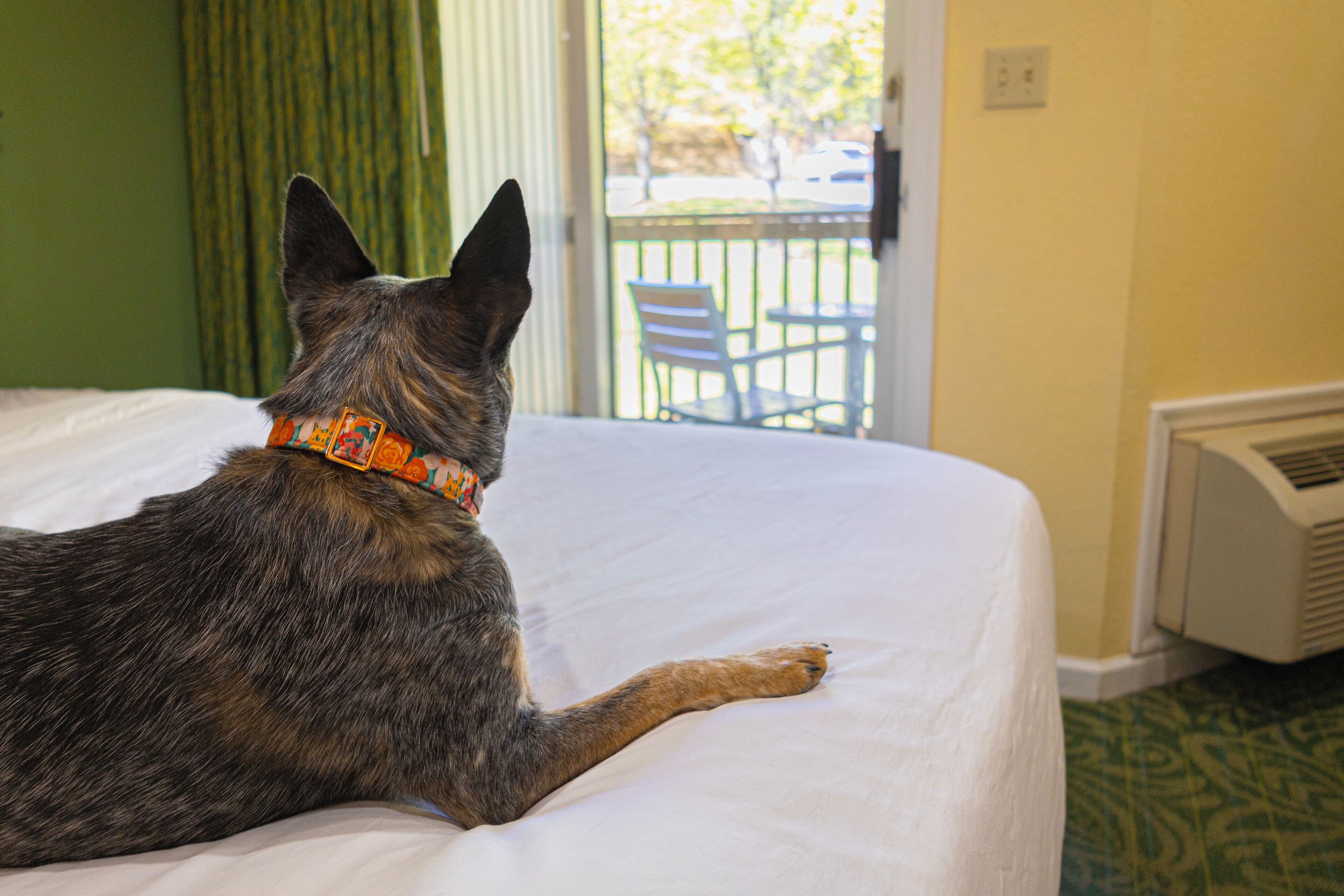 Een hond ligt op een bed in een hotelkamer.