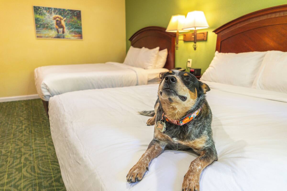 A dog sitting on a bed in a hotel room with two beds, a nightstand, and a lamp.