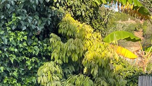 Une piscine bordée de carreaux, entourée d’un jardin où poussent différentes espèces de plantes et un grand arbre.
