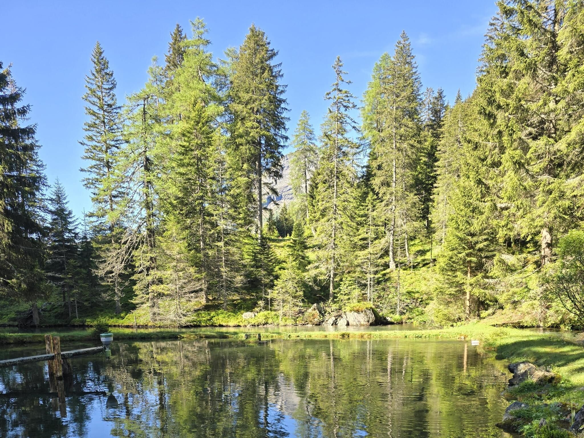 Un lago sereno rodeado de altos árboles de hoja perenne y un cielo azul despejado.