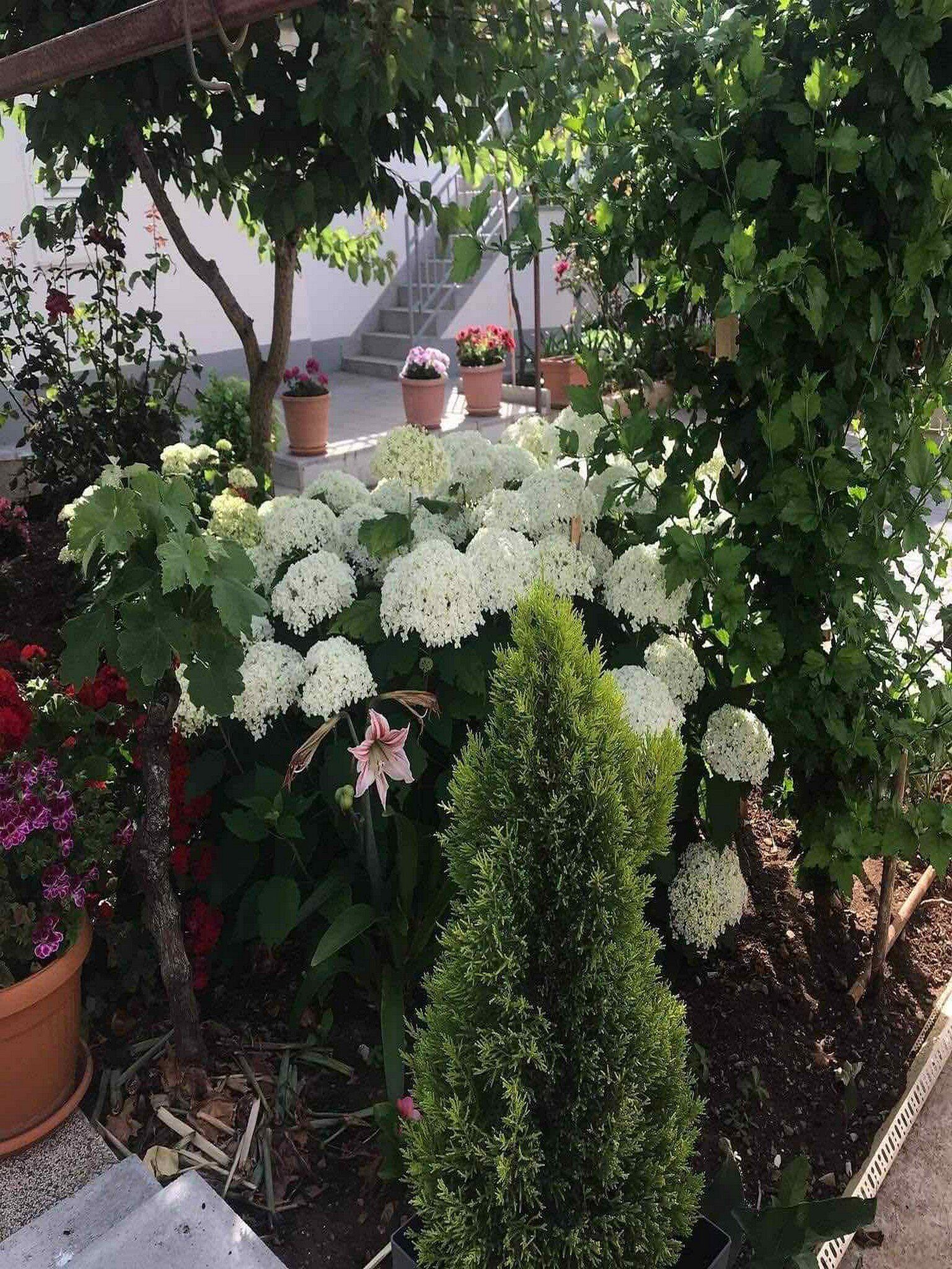 Leilighet (1 Bedroom Apt with Terrace) | Hage