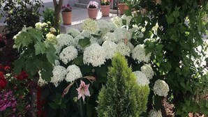 Een tuin met verschillende planten en bloemen, waaronder witte hortensia's en een roze lelie.