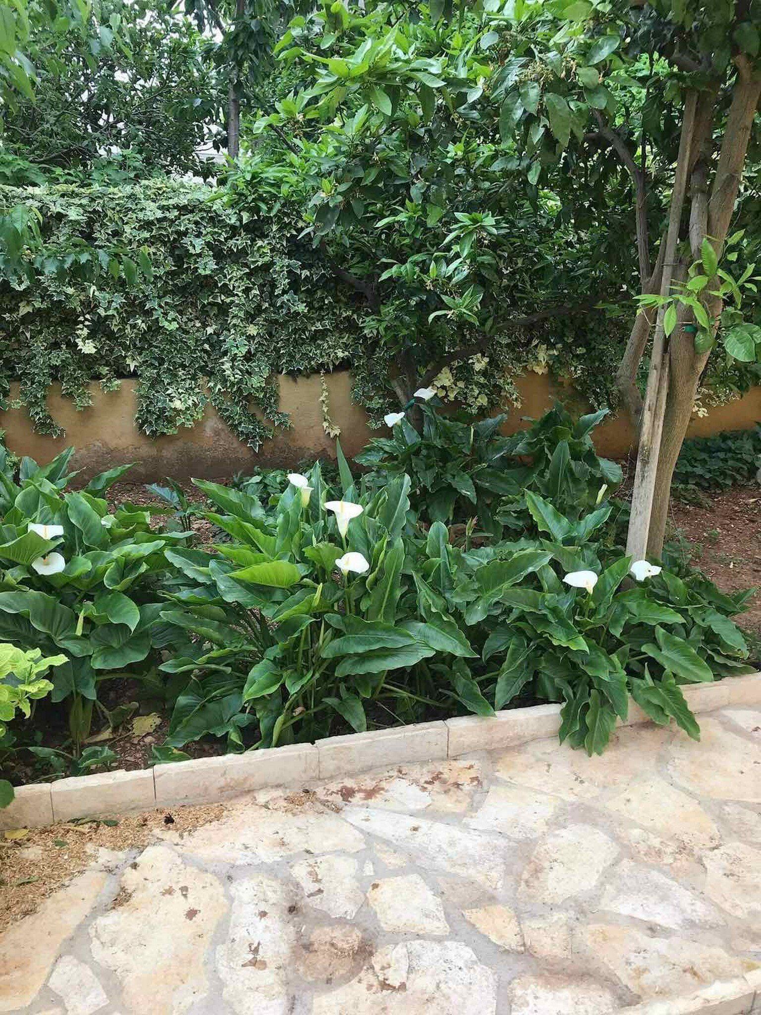 A garden with lush green foliage and white flowers, bordered by a stone pathway.