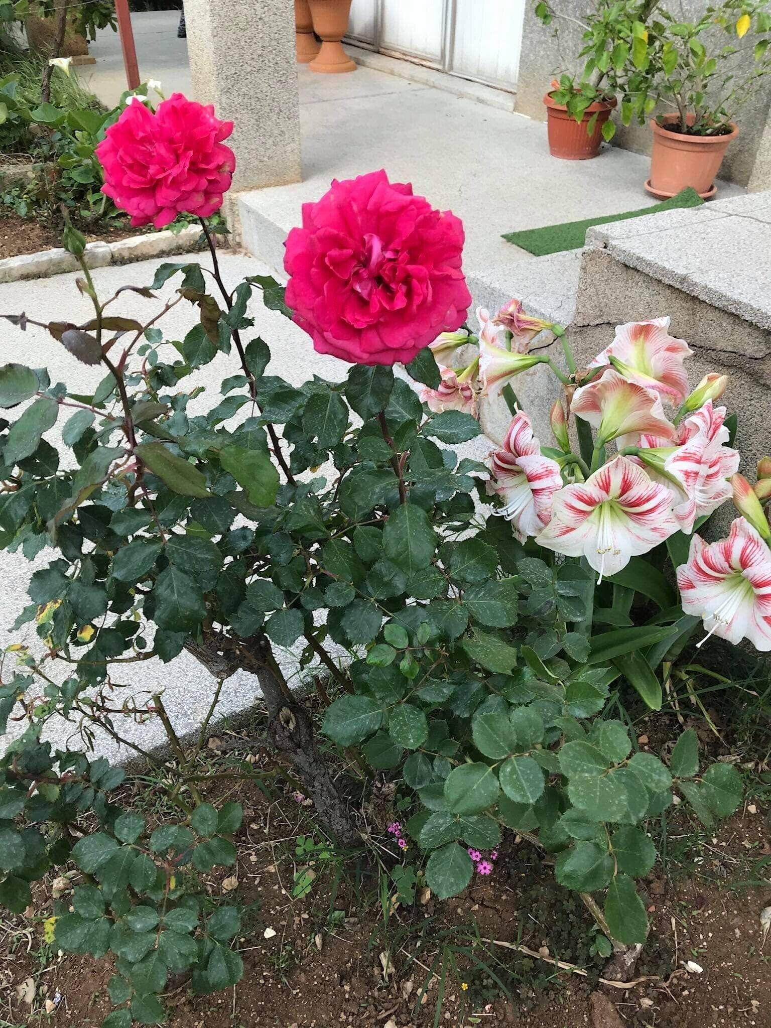 Un jardín con rosas y lirios, un sendero de piedra y un edificio al fondo.