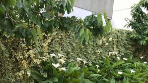 Um jardim com diversas plantas e flores, um caminho de pedra e um edifício ao fundo.