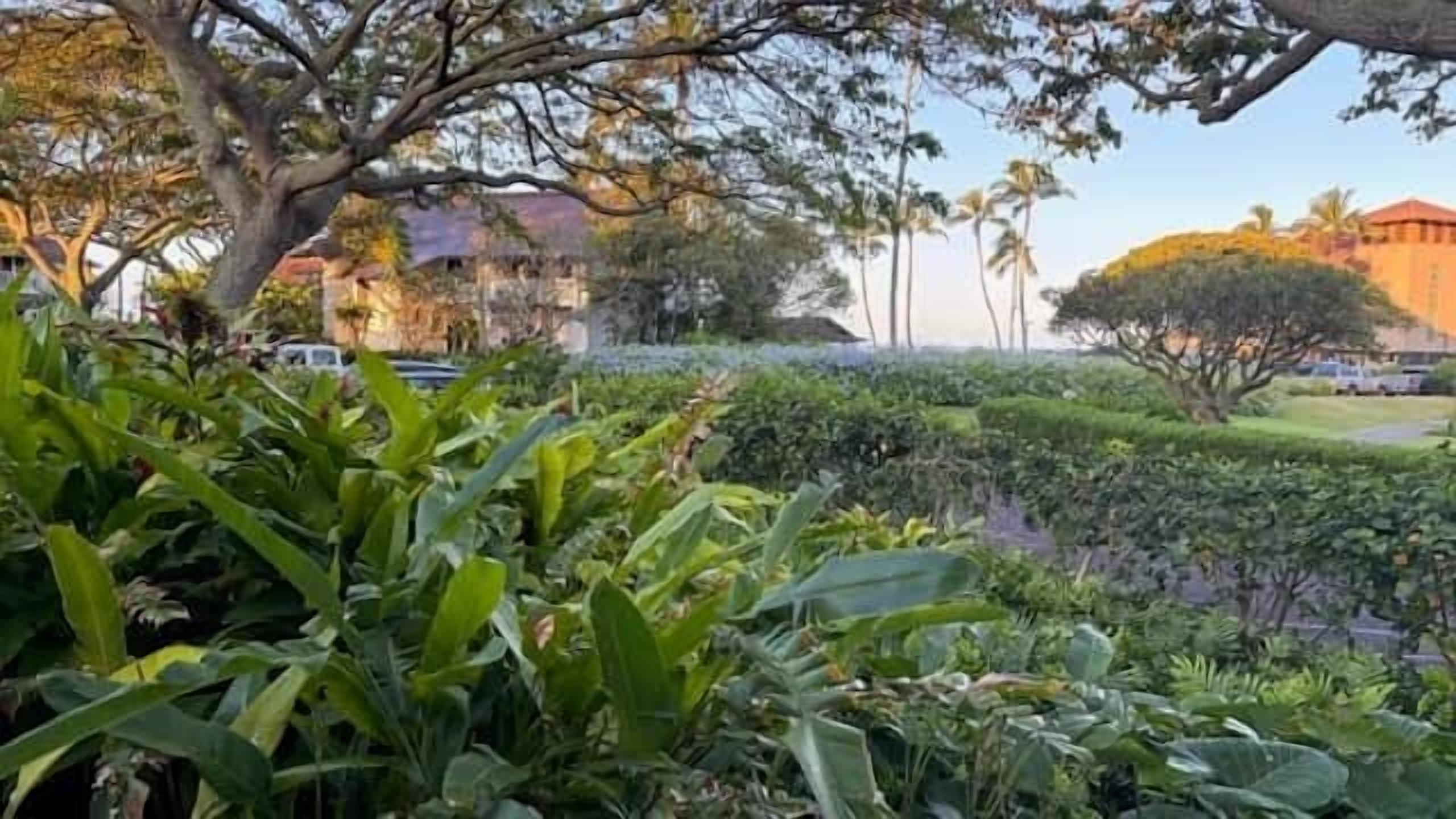 A lush garden with dense foliage and a building in the background.