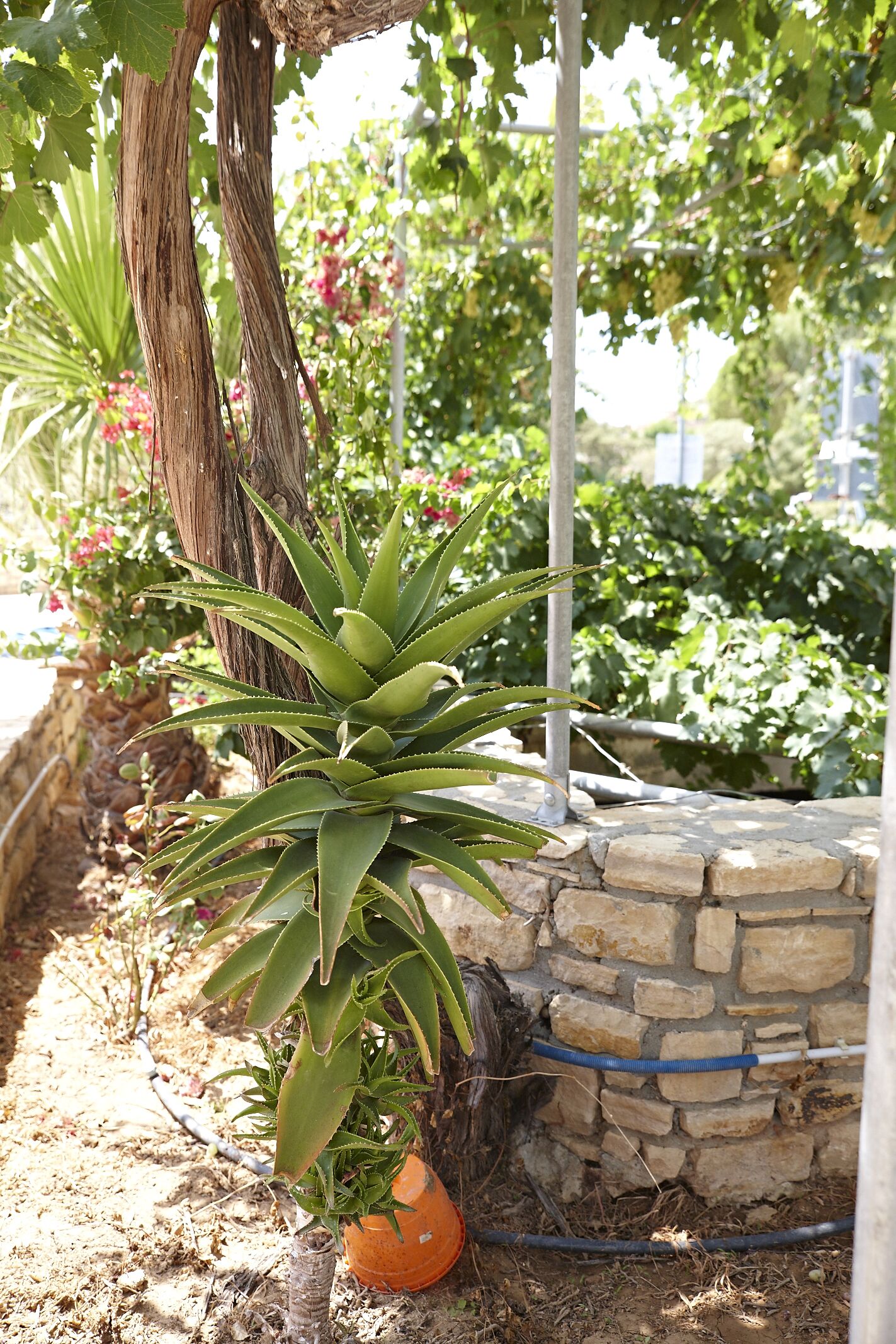 Una planta de aloe vera en maceta en un jardín, con un muro de piedra y una tubería de metal.