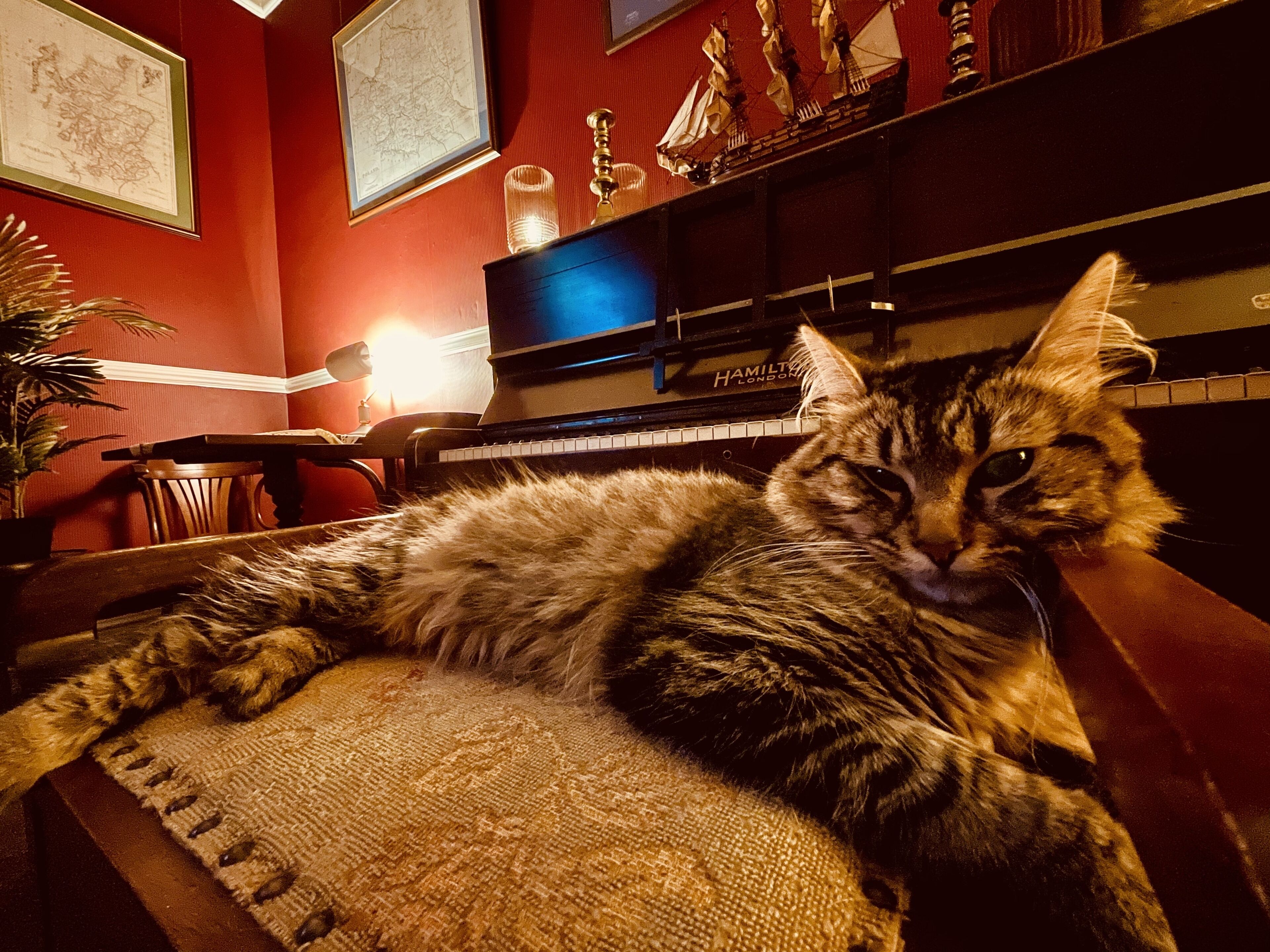 Un gatto sdraiato su una sedia in una stanza con un pianoforte, una mappa appesa al muro e una pianta.