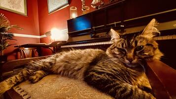 Un gatto sdraiato su una sedia in una stanza con un pianoforte, una mappa appesa al muro e una pianta.