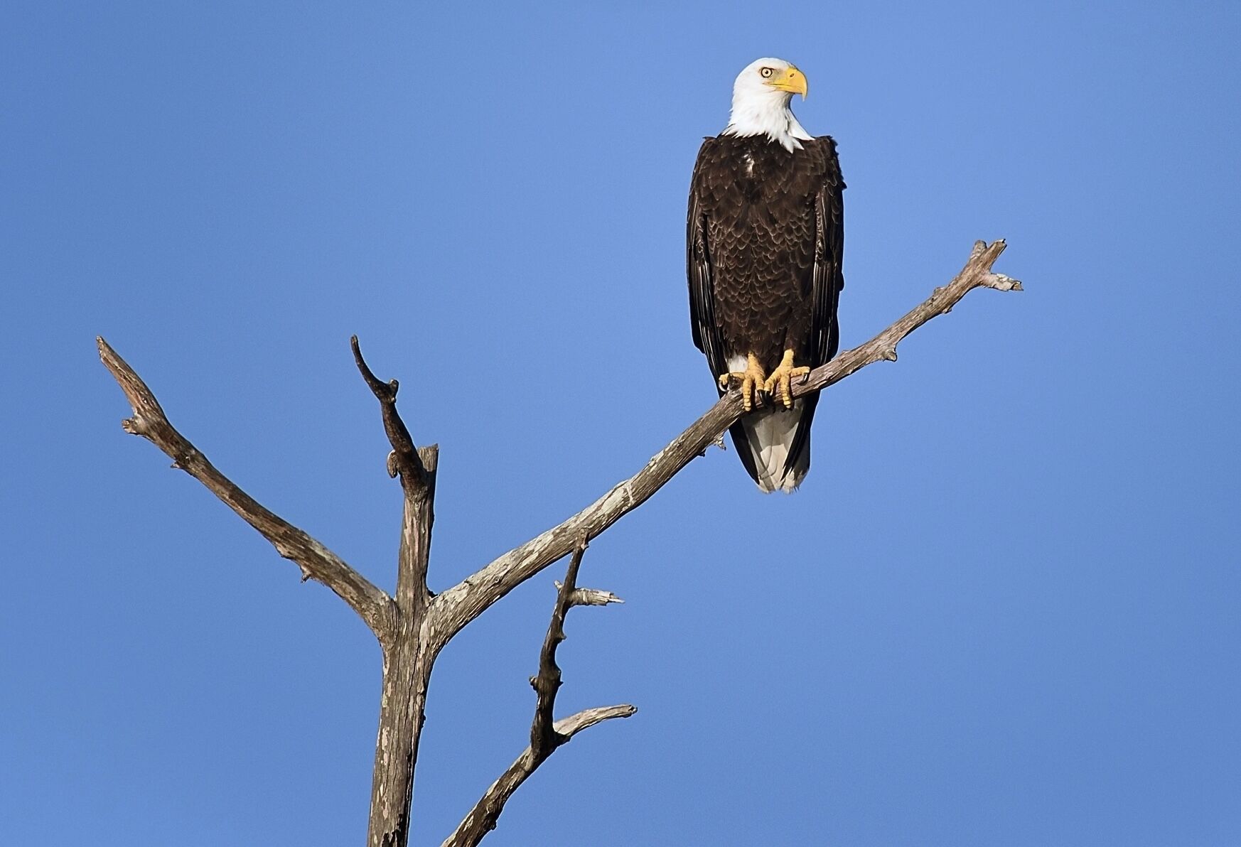 Ein Weißkopfseeadler sitzt auf einem kahlen Ast vor blauem Himmel.