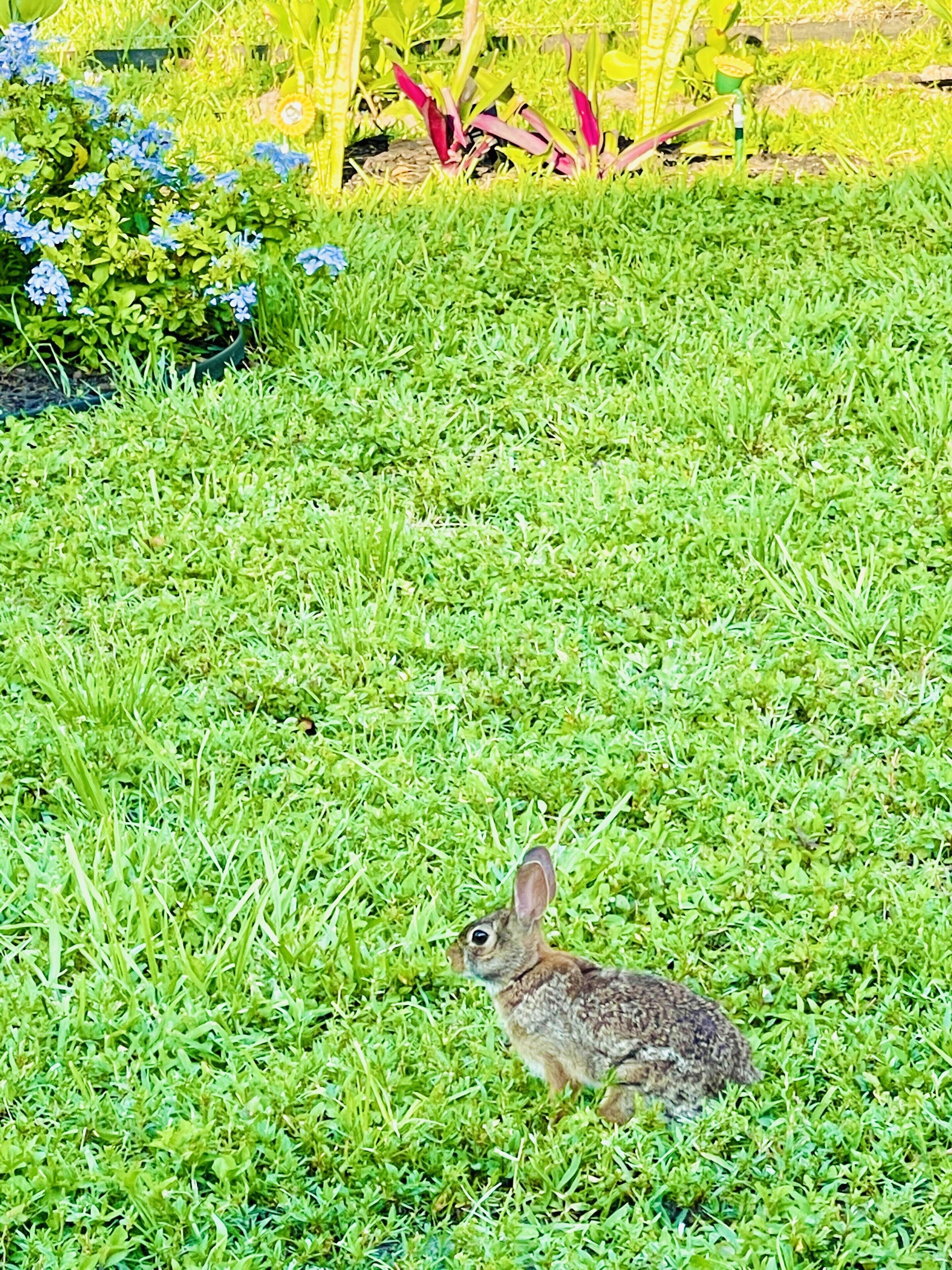 Ein Kaninchen sitzt auf einer grünen Rasenfläche, im Hintergrund ein Garten.