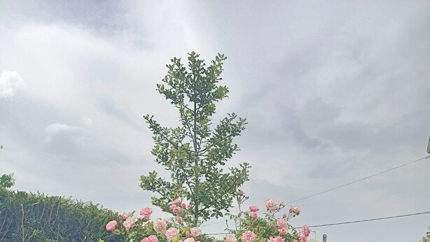 Ein Garten mit rosa Rosen und grünem Laub.