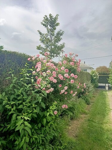 Gite with garden on ground floor pets welcome