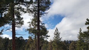 A snowy forest with tall pine trees and a clear sky. - BIG BEAR HIDEAWAY- 3 BED 2 BATH PRIVATE CUL-DE-SAC (Big Bear)