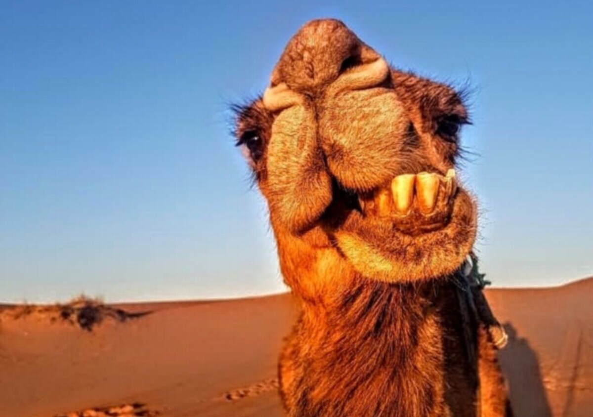 Host profile image