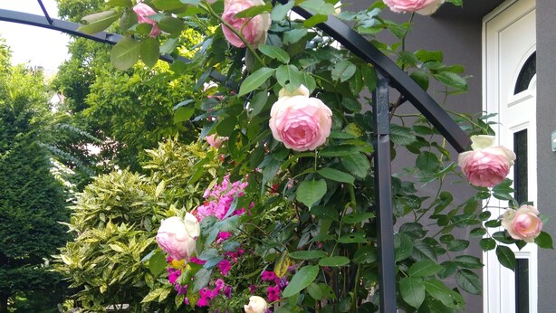 Un jardín con un enrejado de metal que sostiene rosas rosadas y otras flores, un camino empedrado y un edificio con una puerta blanca al fondo.