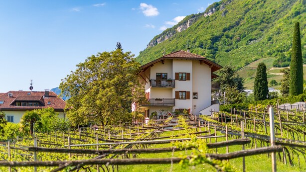 Ein Weinberg mit Reihen von Reben und einem Gebäude mit Balkon im Hintergrund.