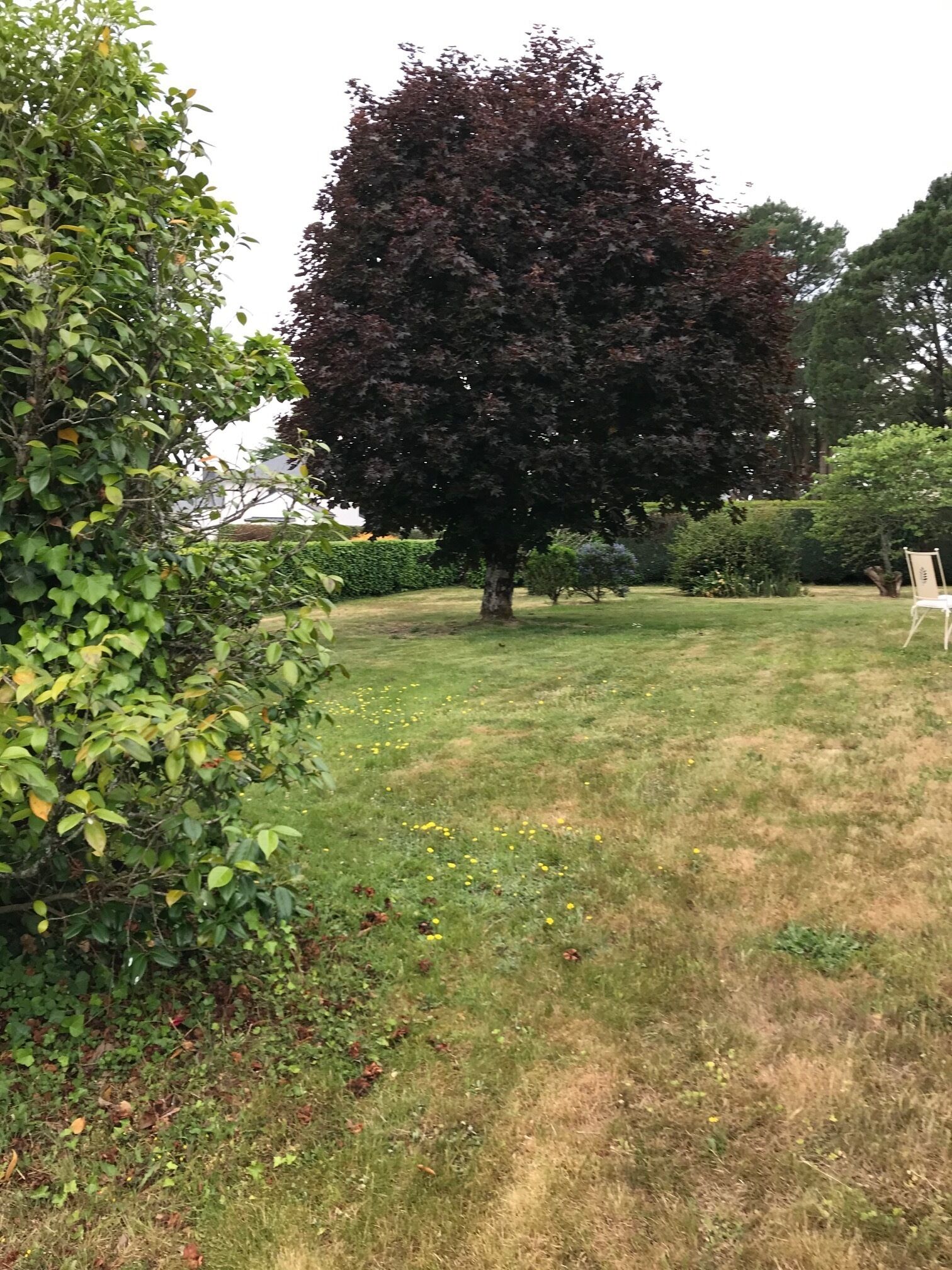 Un espace herbeux avec un grand arbre et une chaise blanche.