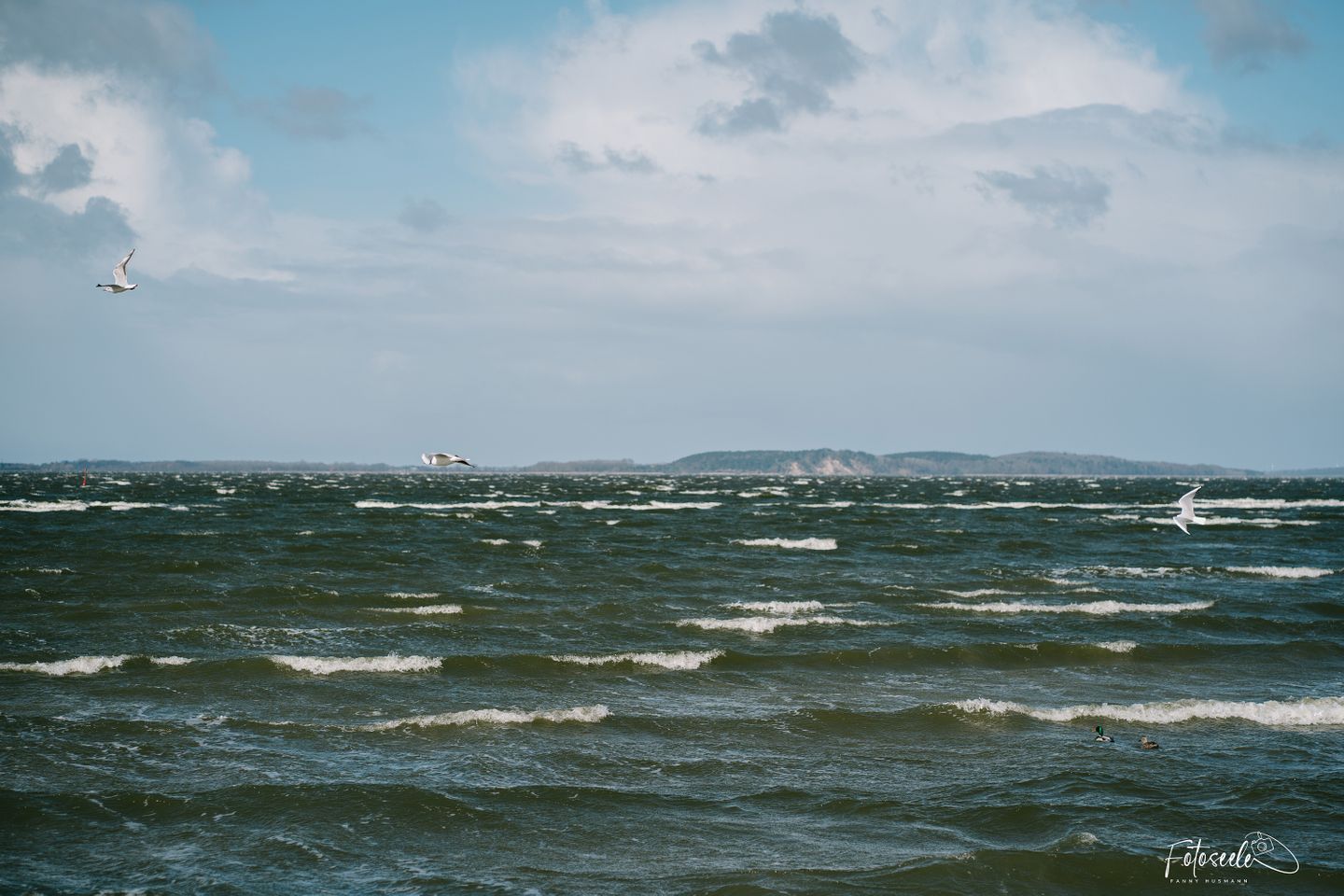 A view of a large body of water with waves, a distant shoreline, and a bird flying.