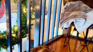 Un chien se repose sur un tapis moelleux près d’une fenêtre ornée d’une balustrade en bois et de plantes vertes.