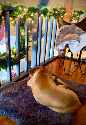 A dog resting on a fluffy rug by a window with a wooden railing and greenery.