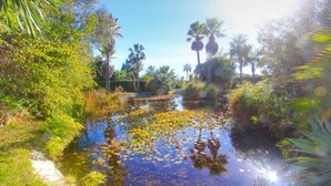 A natural landscape with a pond surrounded by various plants and trees.