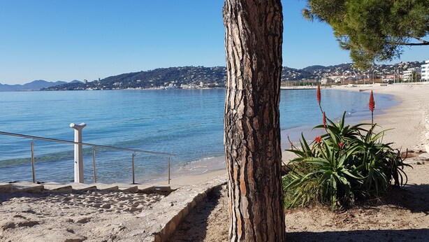Een strand met een hek, een boom en een plant.