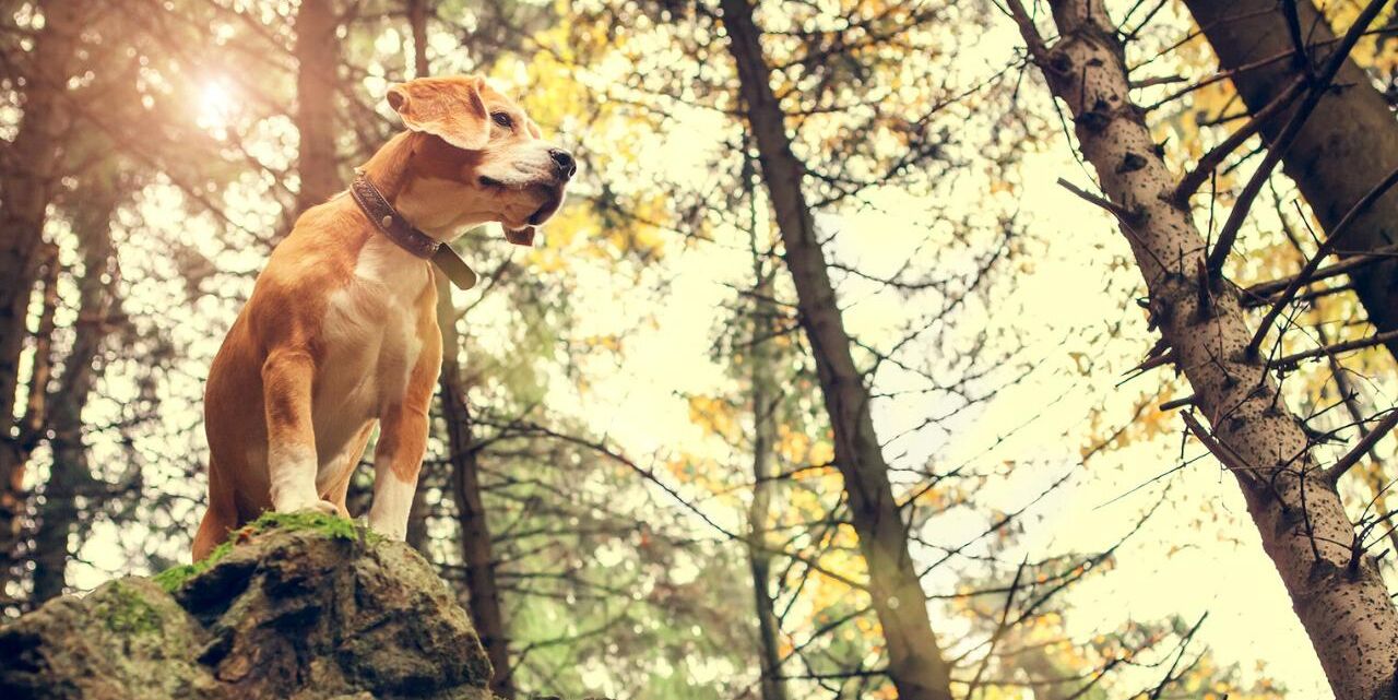 A dog standing on a rock in a forest.