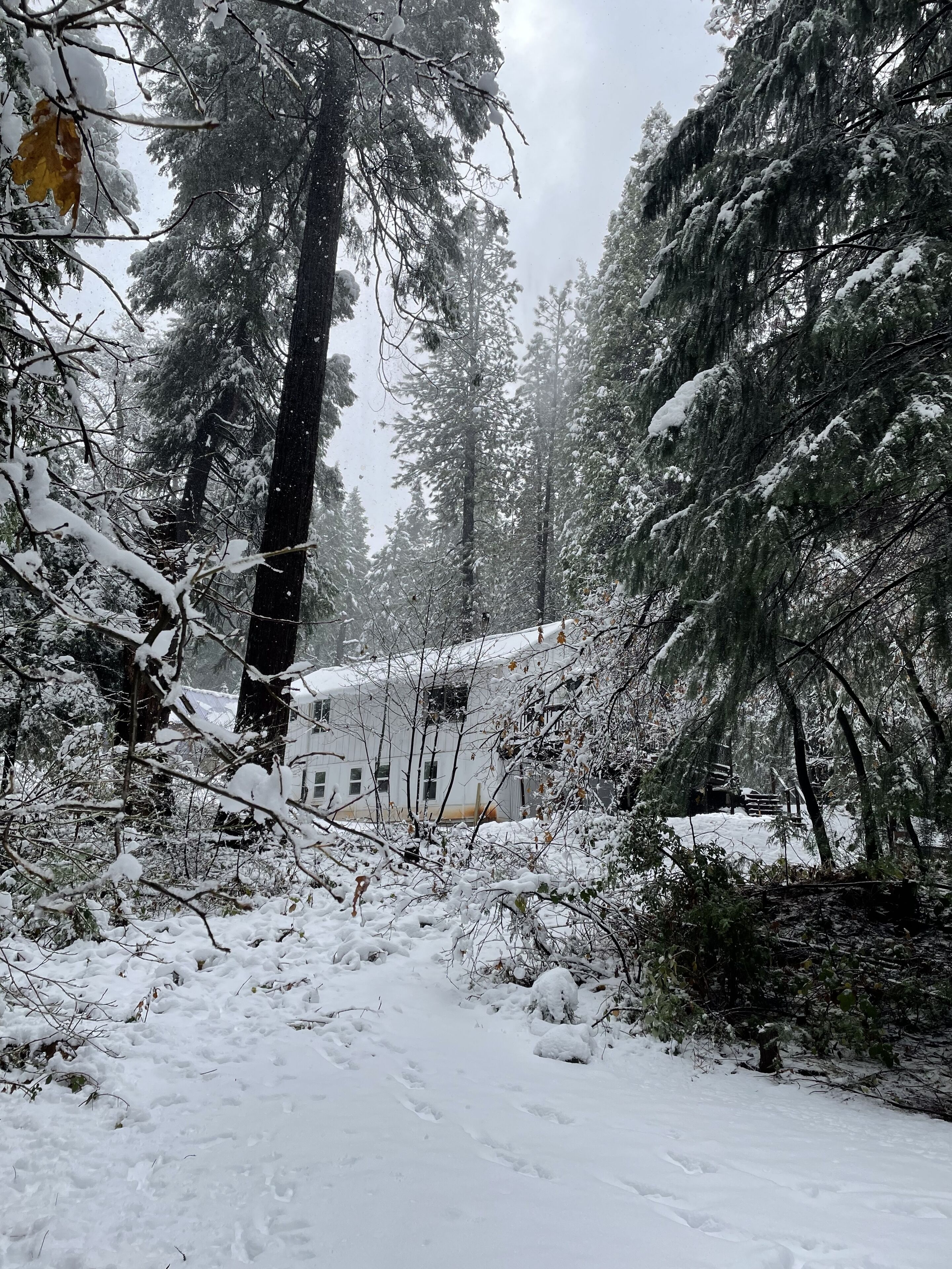 A snow-covered forest with a white building partially obscured by trees.