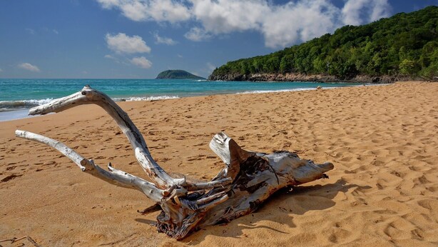Ein Strand mit Treibholz und freiem Blick auf das Meer und eine entfernte Insel.