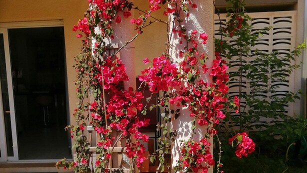 A building with a wooden trellis covered in vibrant pink bougainvillea flowers.