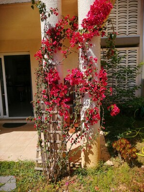Property grounds - Charming T2 with terrace and small garden (Ajaccio)