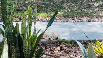 Área da propriedade