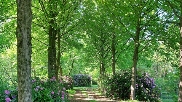 Un sendero serpentea por un exuberante jardín con árboles y arbustos florecientes.