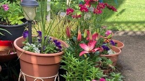 A garden with various potted plants and flowers, including pink and red blooms, arranged on a pathway.