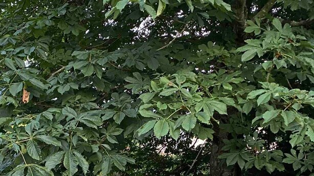 Un área de estar al aire libre con mobiliario de mimbre y un jarrón blanco lleno de flores.