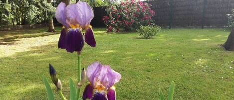 Um jardim com duas íris roxas e um arbusto de flores vermelhas.