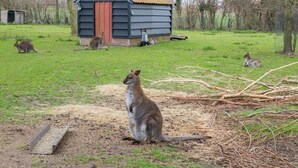 A rural setting with a small wooden shed, a grassy field, and a kangaroo in the foreground. - 4-Person Stay at Rustenpolder (Vrouwenpolder)