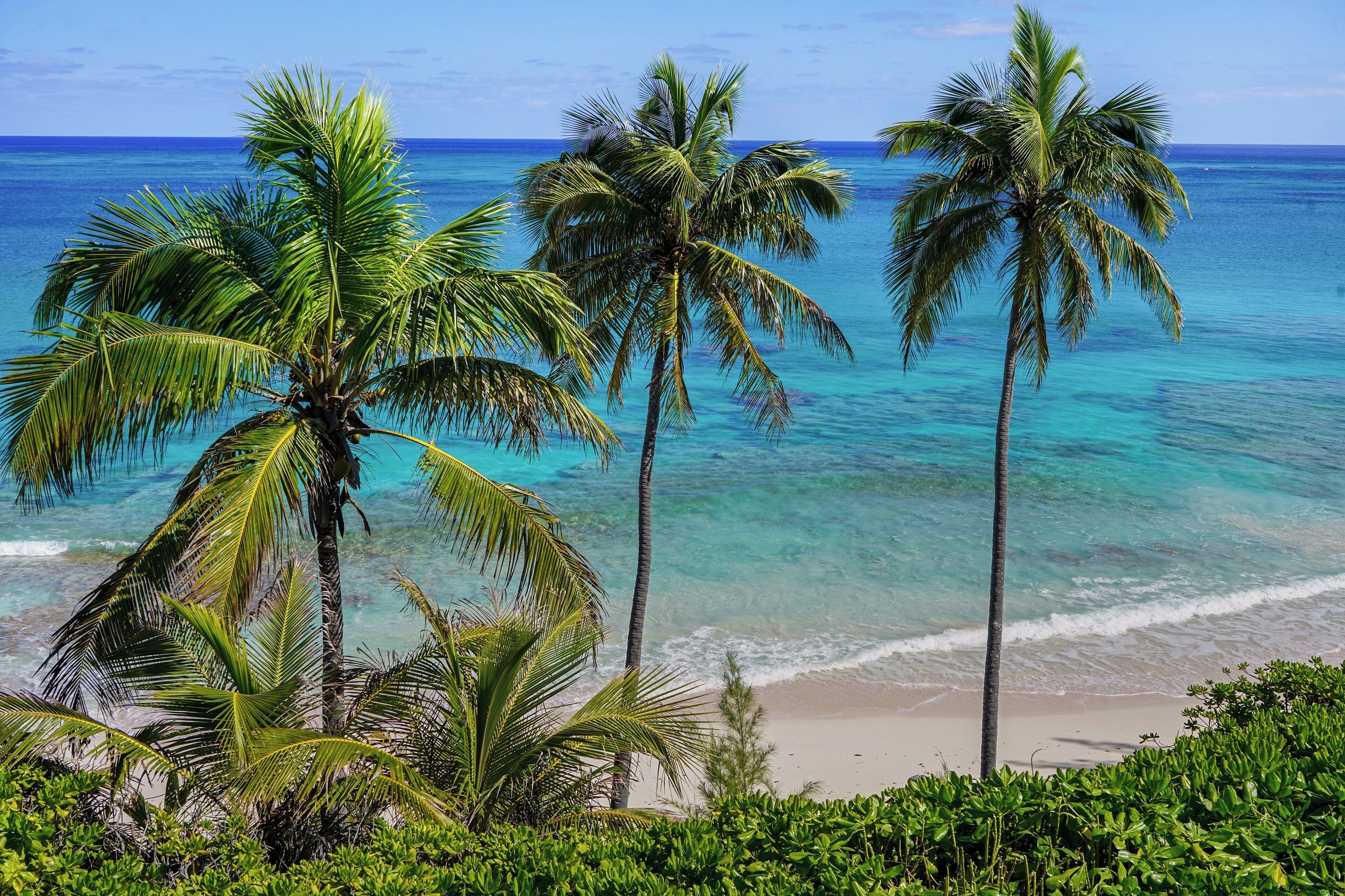 A beach with palm trees and clear blue water.
