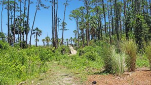 Miscellaneous - RV Site On St Joseph's Bay, All Hookups ~ Bay Destiny 1 (Cape San Blas)
