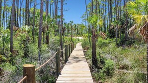 A wooden boardwalk through a dense forest with tall trees and palm fronds. - RV Site On St Joseph's Bay, All Hookups ~ Bay Destiny 1 (Cape San Blas)